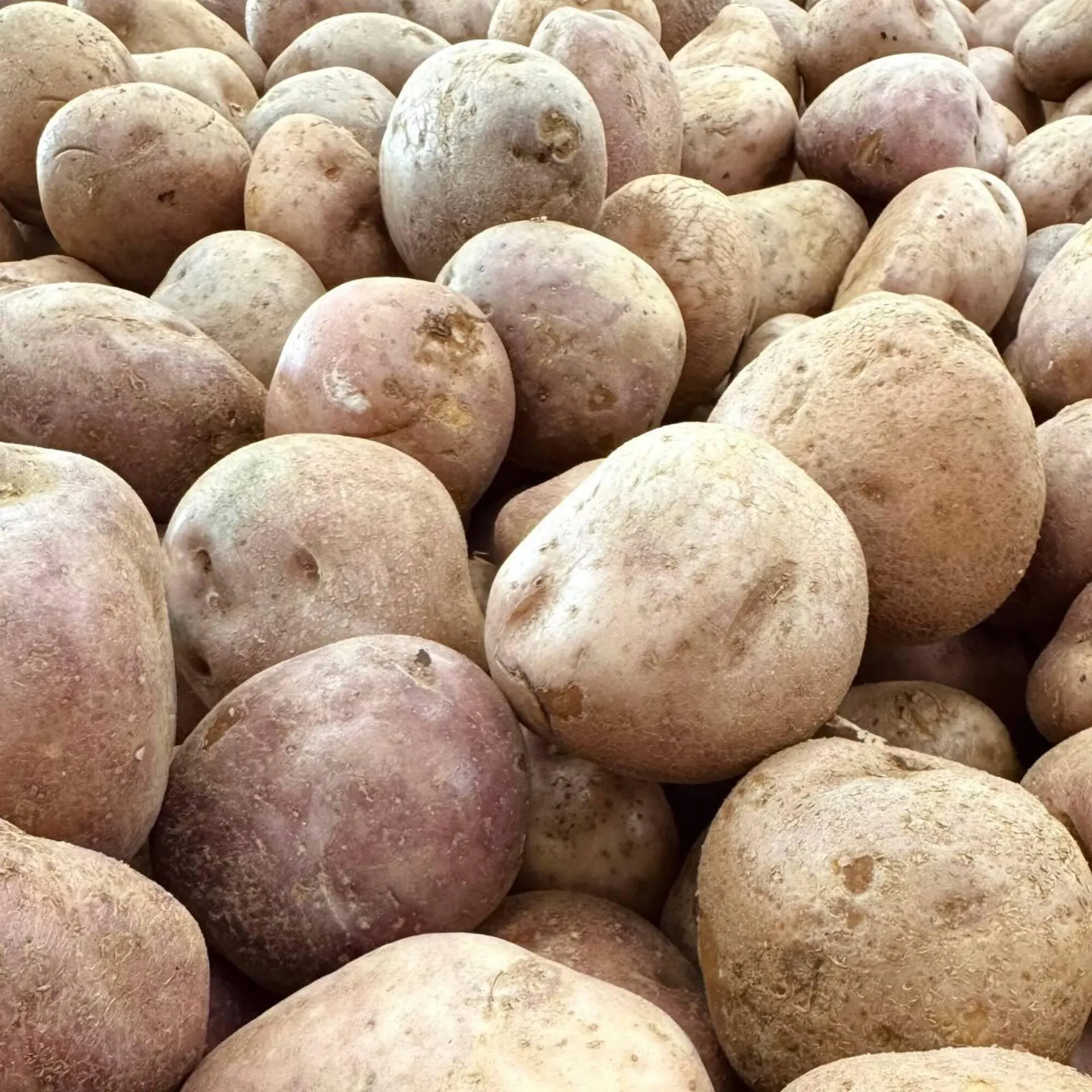 Catalogo de Catálogo Éxito 1 de enero al 7 de enero 2026 - Pag 3