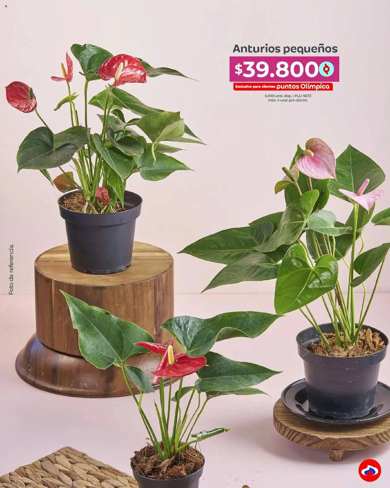 Catalogo de Catálogo Olímpica 4 de mayo al 31 de mayo 2026 - Pag 38
