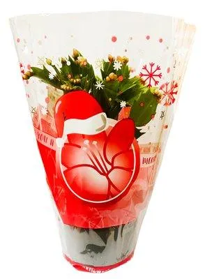 Schlumbergera květináč 11 cm mix barev