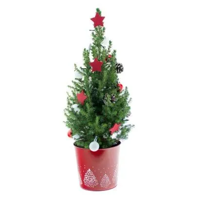 Dekorativní smrk sivý (Picea glauca) v červeném zinkovém květináči, pr. 19 cm