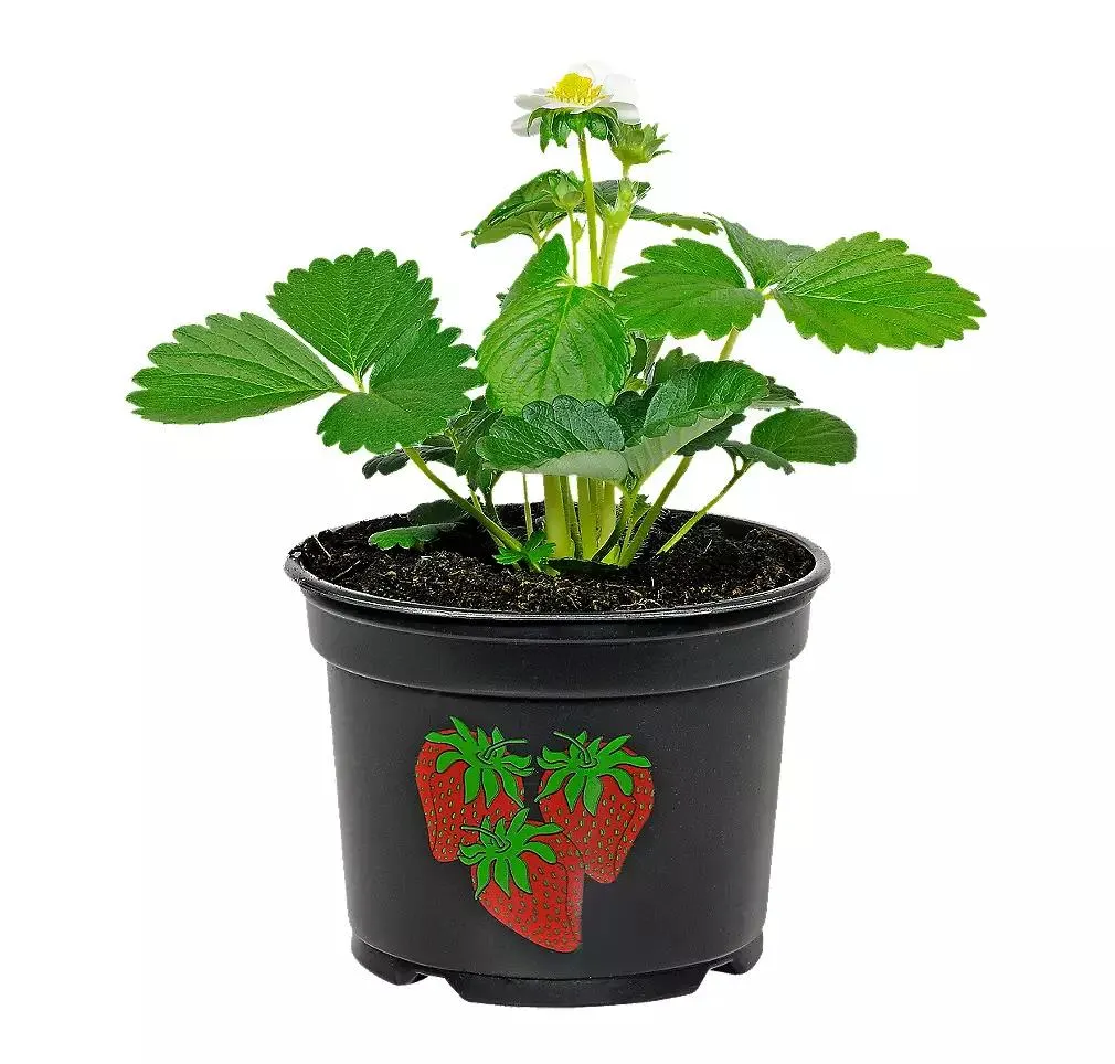 Jahodník velkoplodý