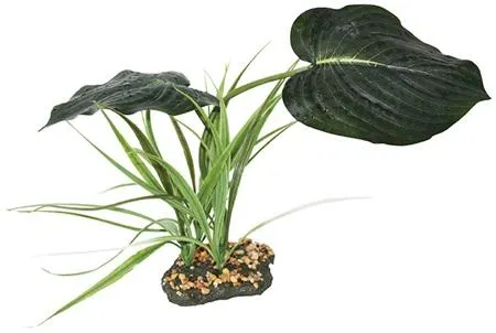 Komodo trs tropických rostlin Woodland