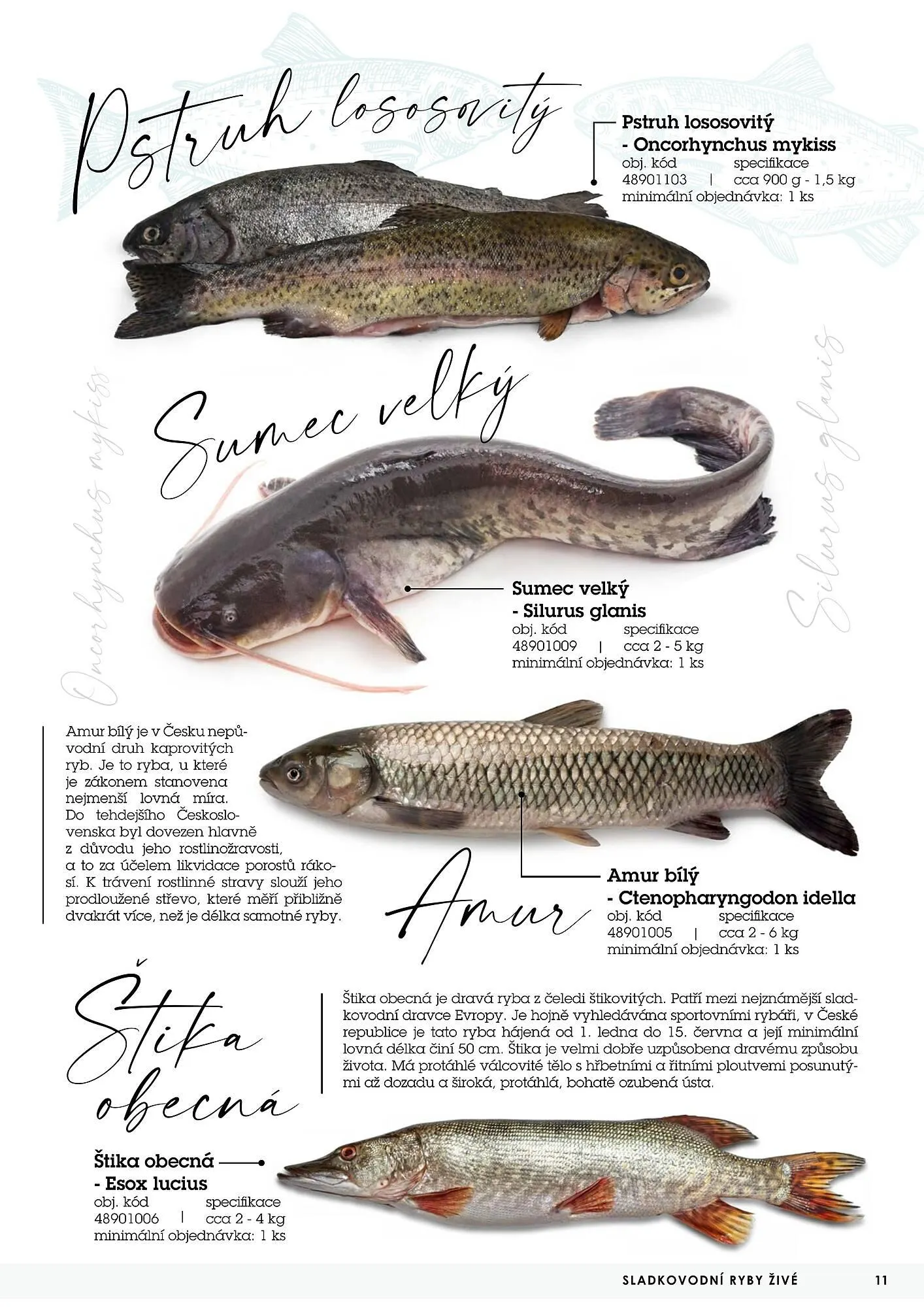 Jip RYBY leták - 22. května 29. prosince 2023 - Page 11