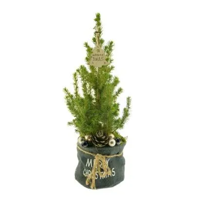 Dekorativní smrk sivý (Picea glauca) v jutovém květináči, pr. 19 cm