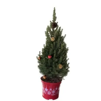 Konifery vánoční zdobené 2,5 l