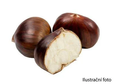 Kaštany jedlé