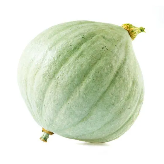 Dýně „Blue Ballet" BIO (ks) /CZ/