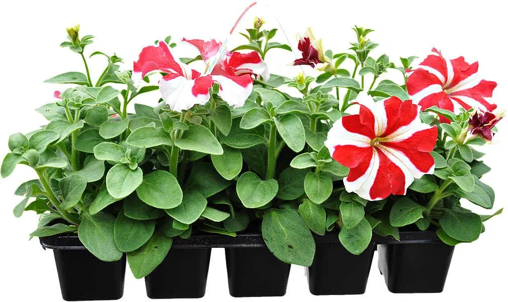 Petunia x hybrida 10 pack