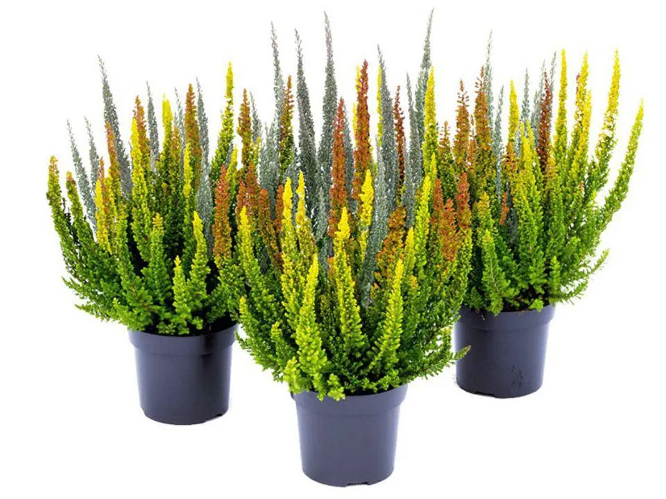 Calluna vulgaris Skyline Trio K10,5