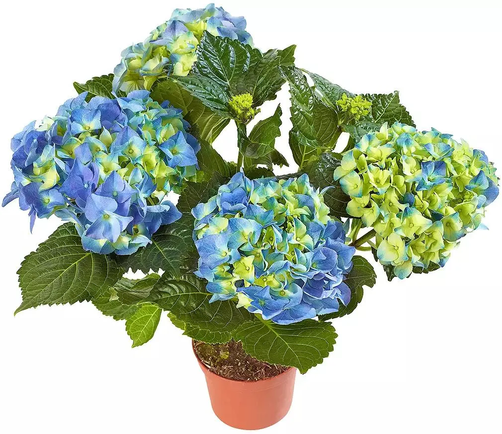 Hortenzie Hydrangea macrophyla