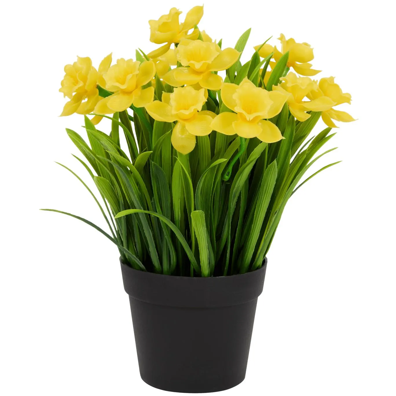 Narcisy v květináči