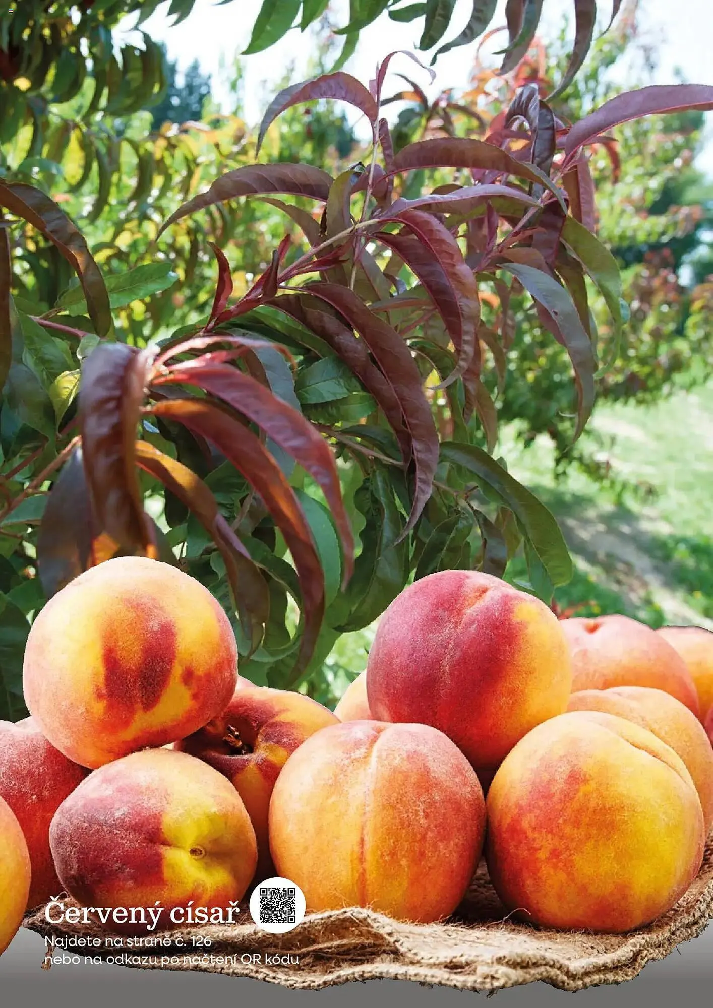 Starkl katalog - 25. února 31. prosince 2026 - Page 144