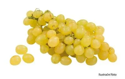 Hrozny bílé