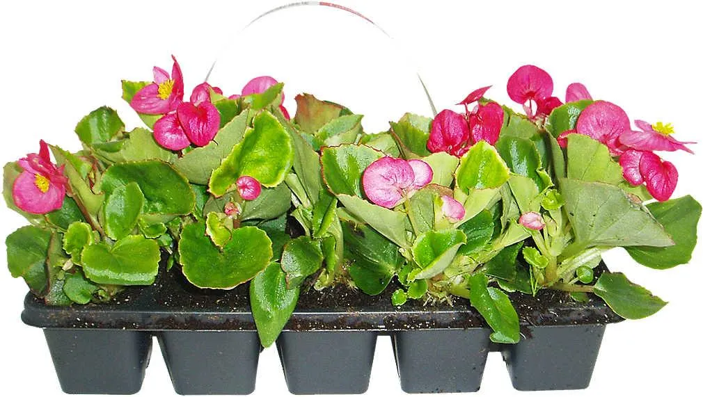 Begonia semperflorens 10 pack