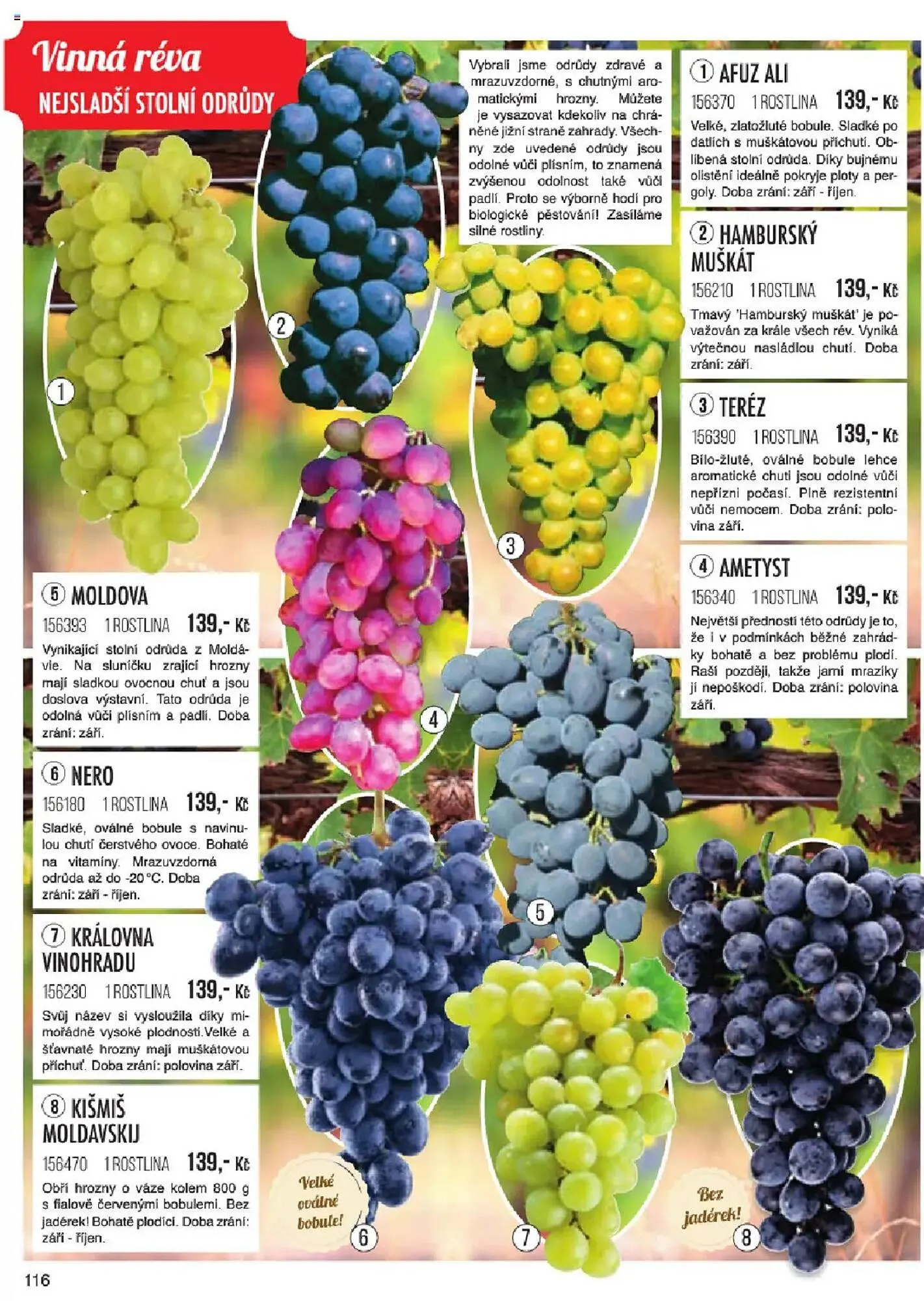 Starkl leták - 6. ledna 31. května 2025 - Page 116