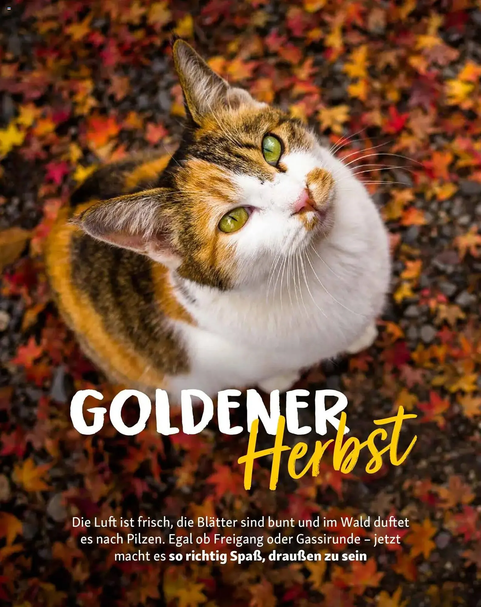 Fressnapf Magazin von 1. September bis 31. Oktober 2025 - Prospekt seite 11