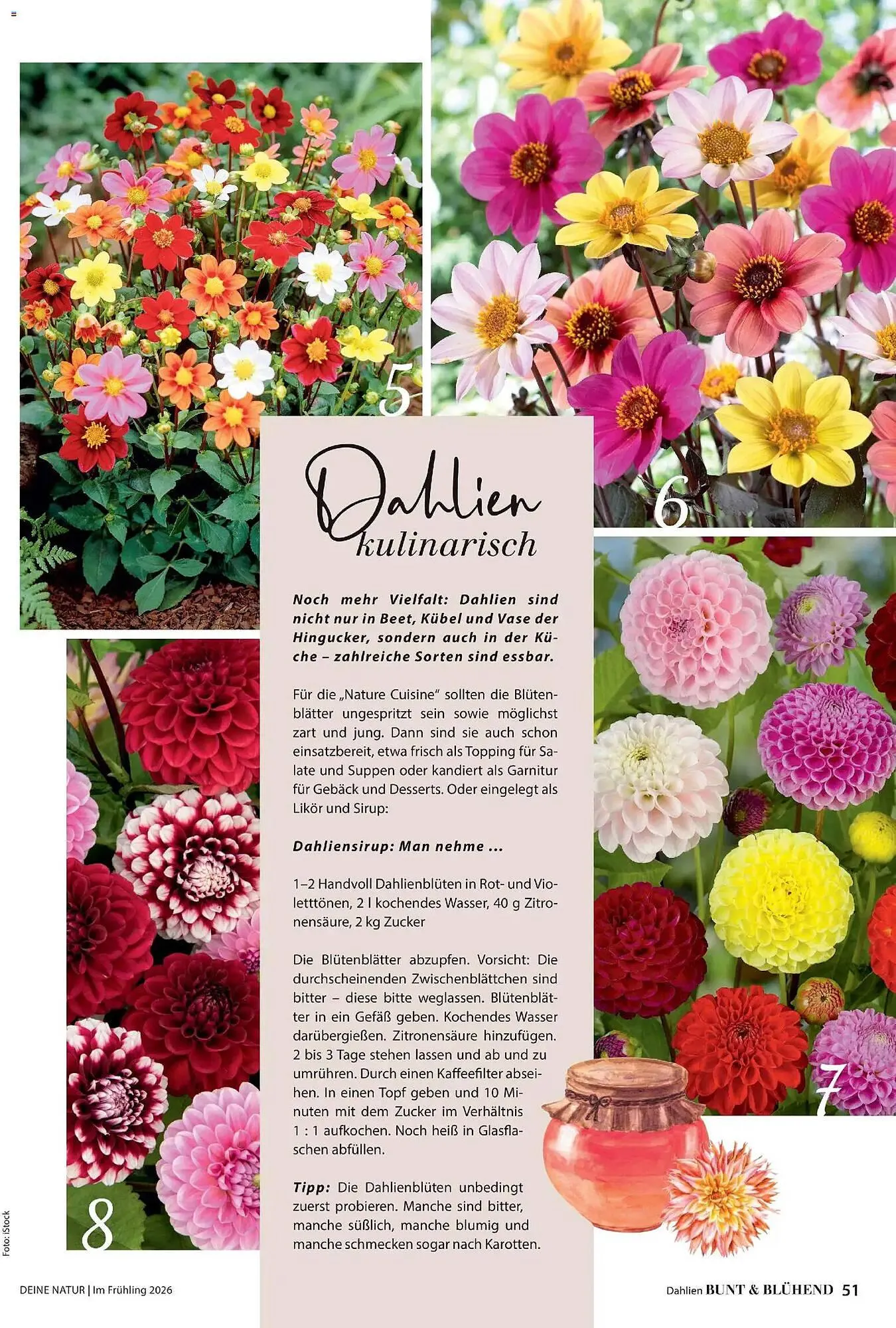Dehner Prospekt von 4. März bis 31. Mai 2026 - Prospekt seite 51