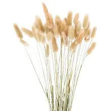 Pampas-Gras, natur, 50–60 cm, 10 Stück