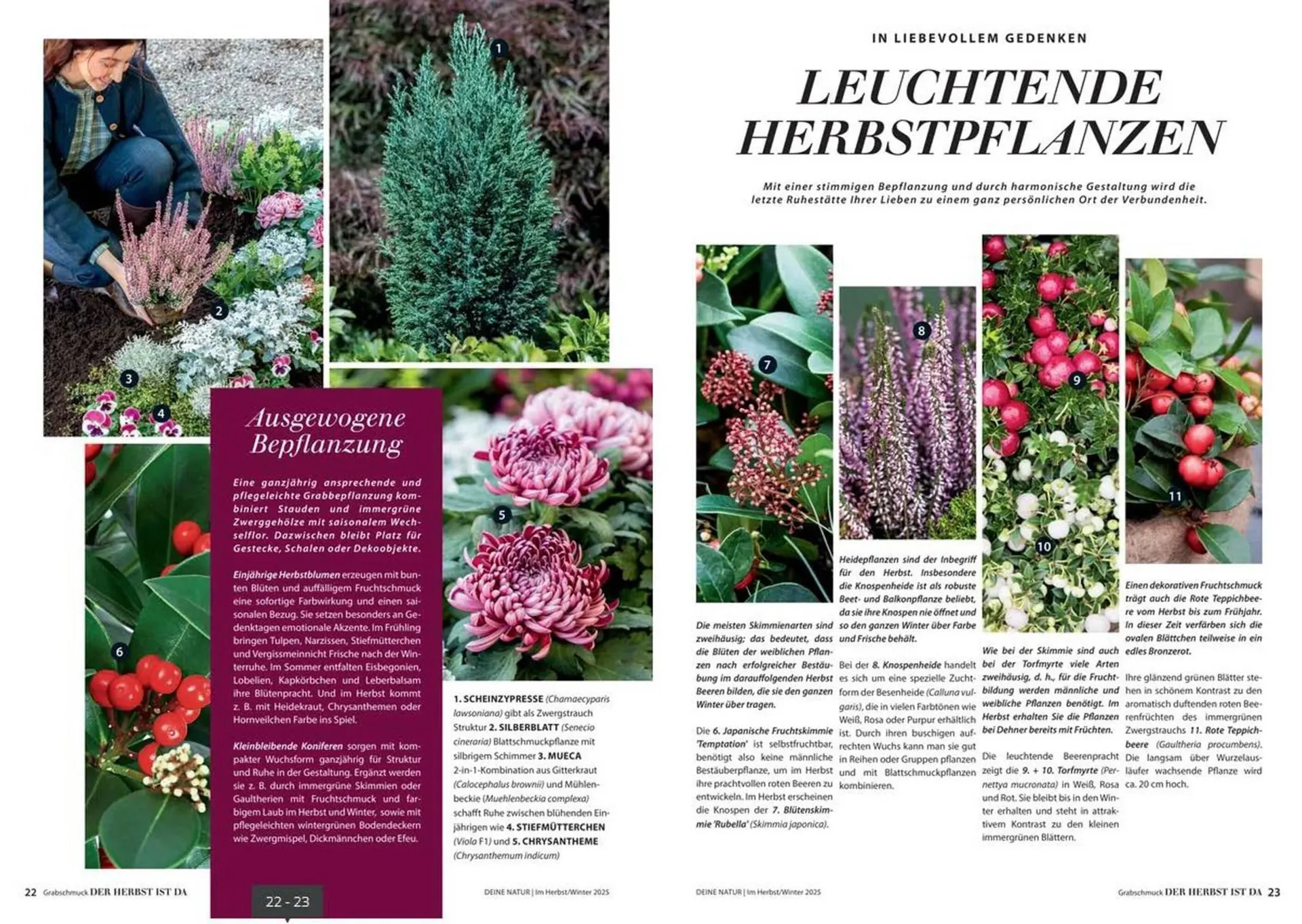 Dehner Prospekt von 24. Oktober bis 31. Dezember 2025 - Prospekt seite 12