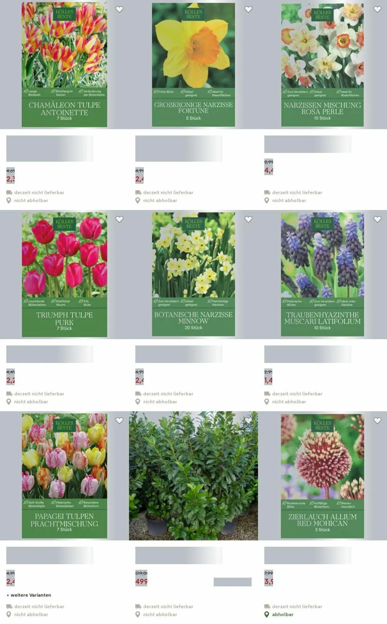 Pflanzen-Kölle Aktueller Prospekt von 15. Dezember bis 24. Dezember 2025 - Prospekt seite 26