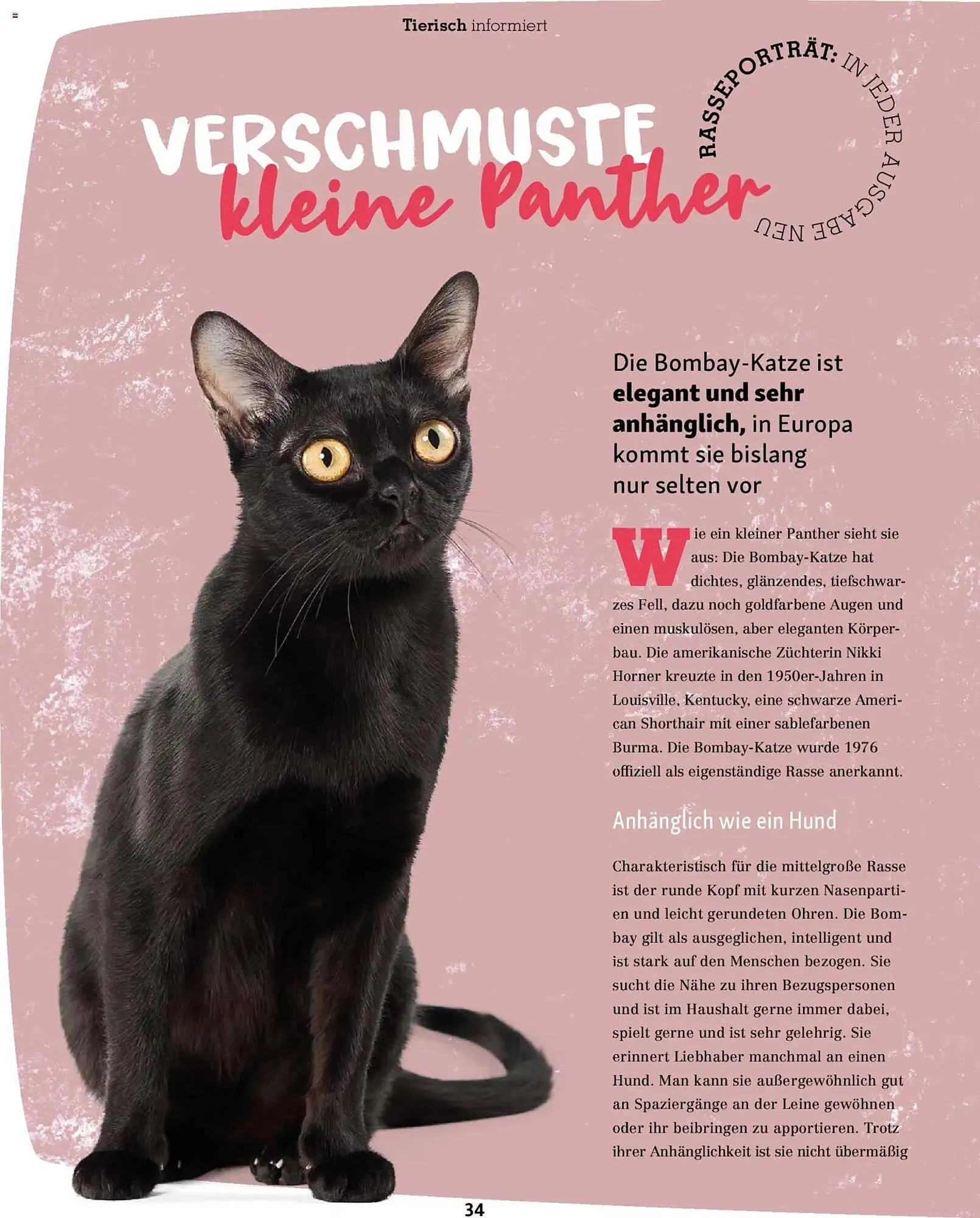 Fressnapf Magazin von 1. November bis 31. Dezember 2025 - Prospekt seite 34