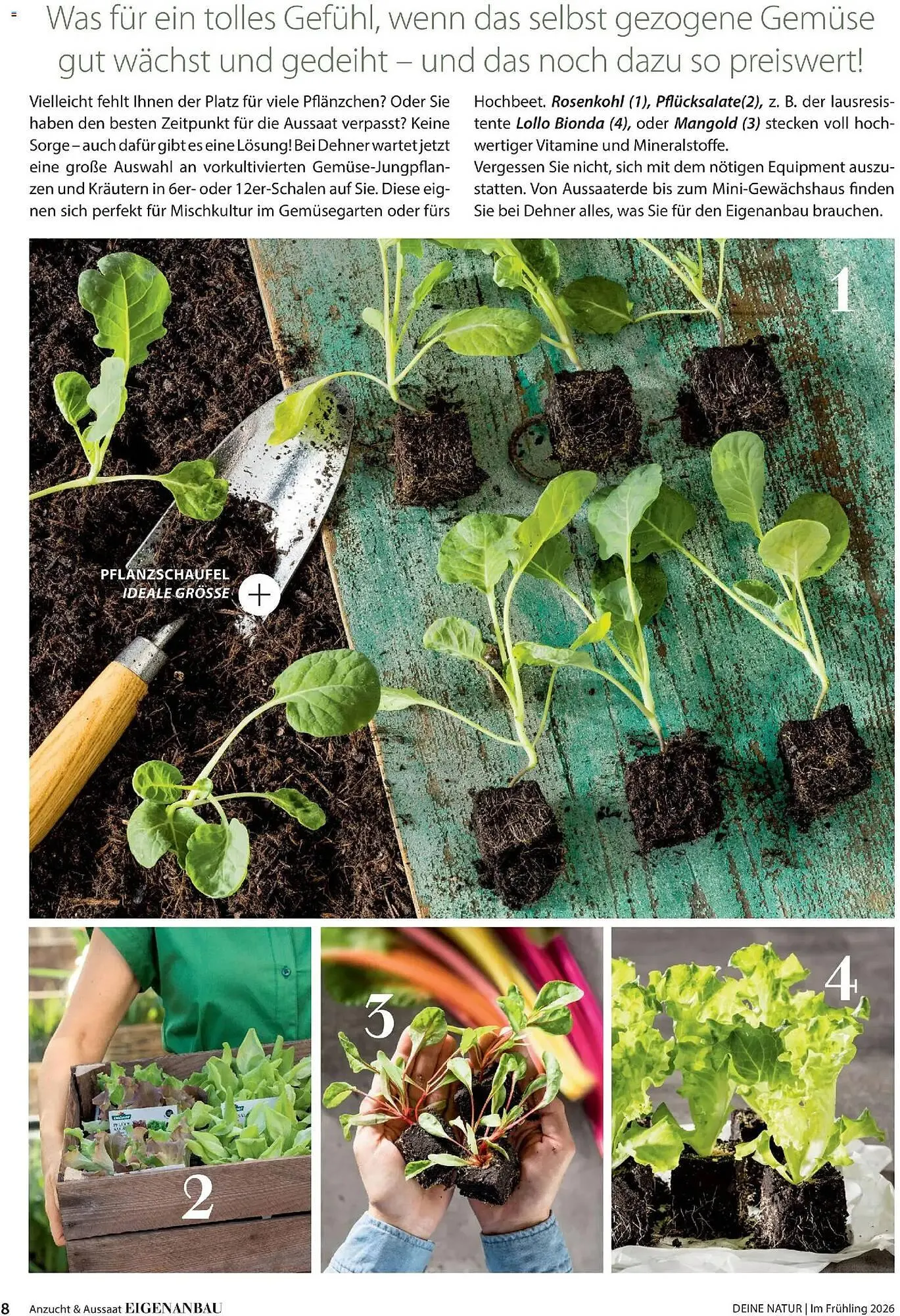 Dehner Prospekt von 4. März bis 31. Mai 2026 - Prospekt seite 8