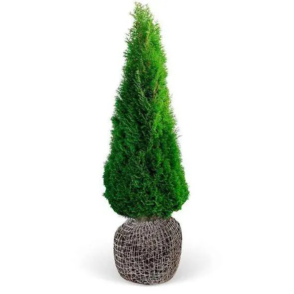 Lebensbaum "Smaragd", 160 - 180cm, 20 Stück