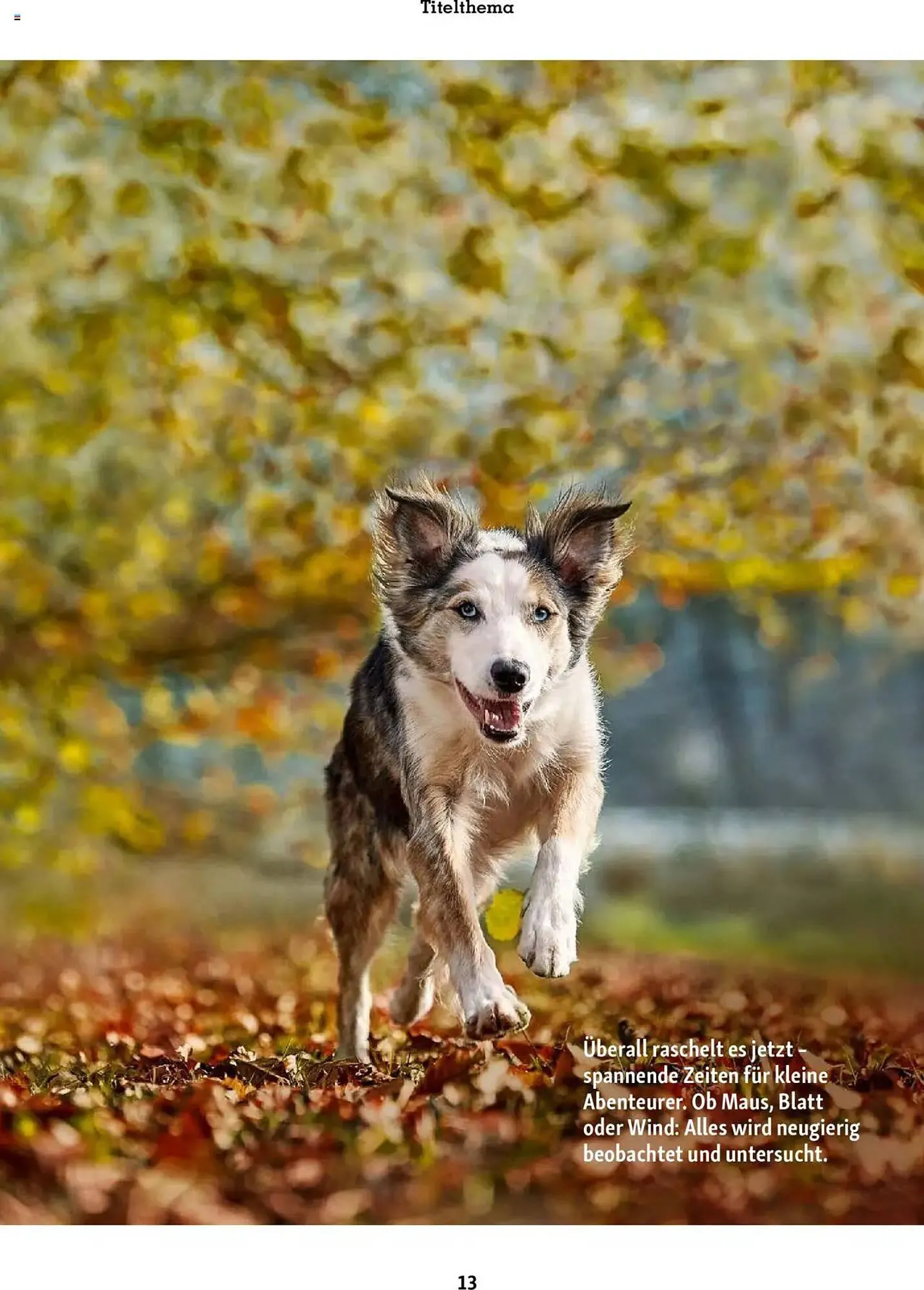 Fressnapf Magazin von 1. September bis 31. Oktober 2025 - Prospekt seite 13