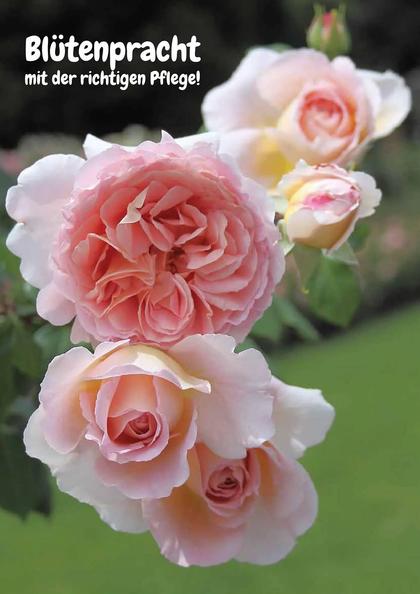 Kiebitzmarkt Prospekt von 16. April bis 31. August 2025 - Prospekt seite 8