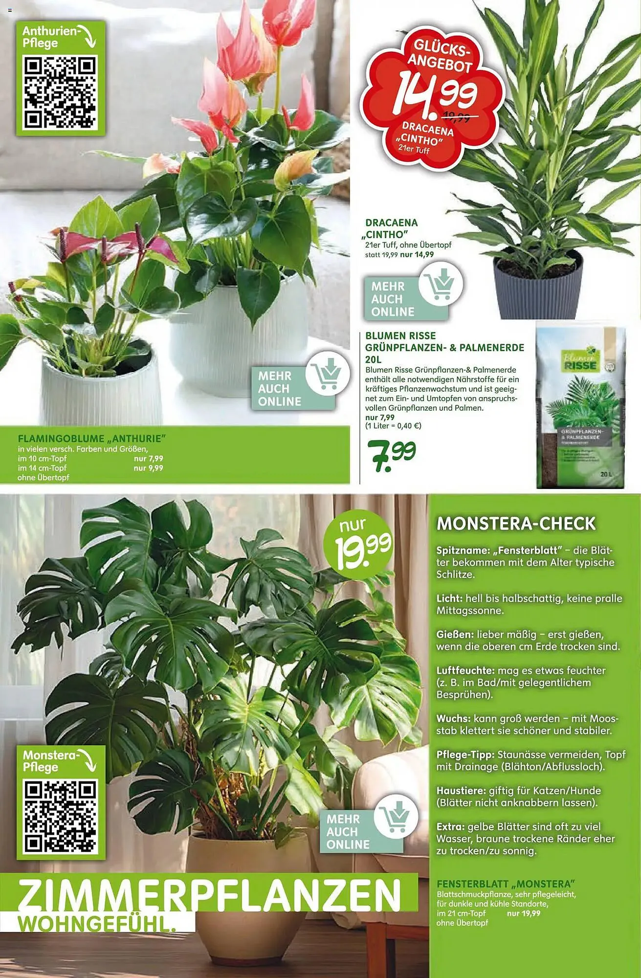 Blumen Risse Prospekt von 12. März bis 22. März 2026 - Prospekt seite 12