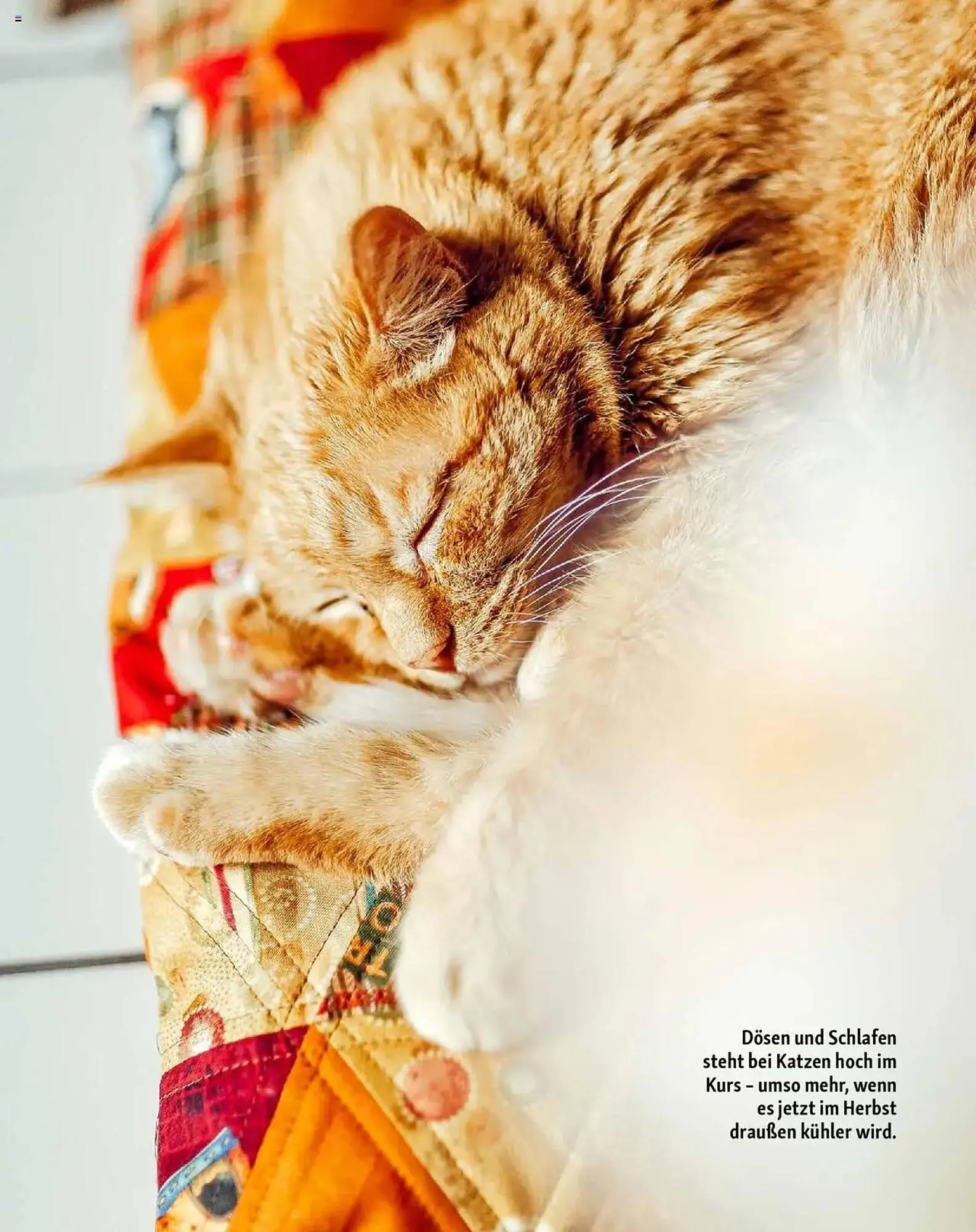 Fressnapf Magazin von 1. September bis 31. Oktober 2025 - Prospekt seite 15