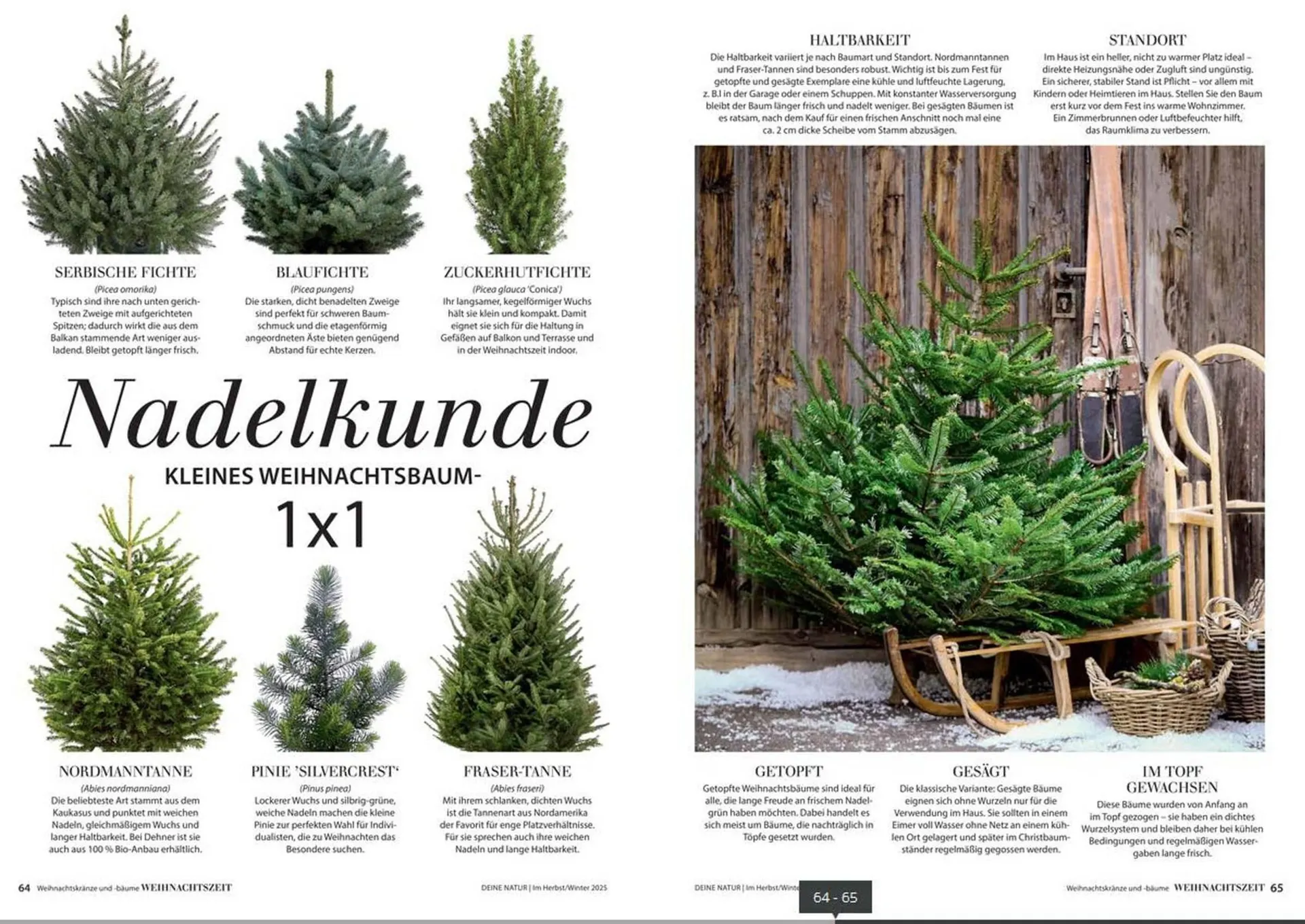 Dehner Prospekt von 24. Oktober bis 31. Dezember 2025 - Prospekt seite 33