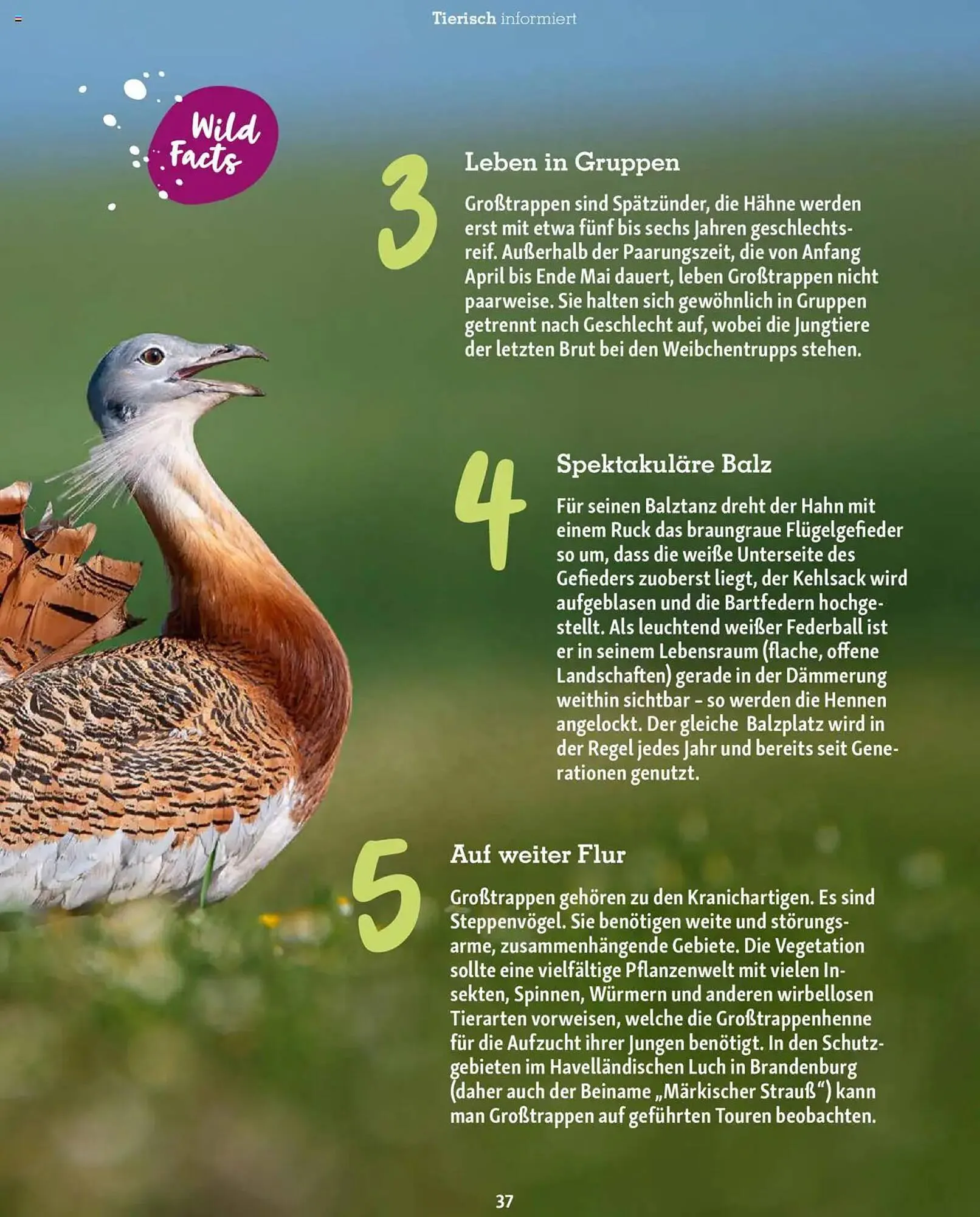 Fressnapf Prospekt von 1. Mai bis 30. Juni 2025 - Prospekt seite 37