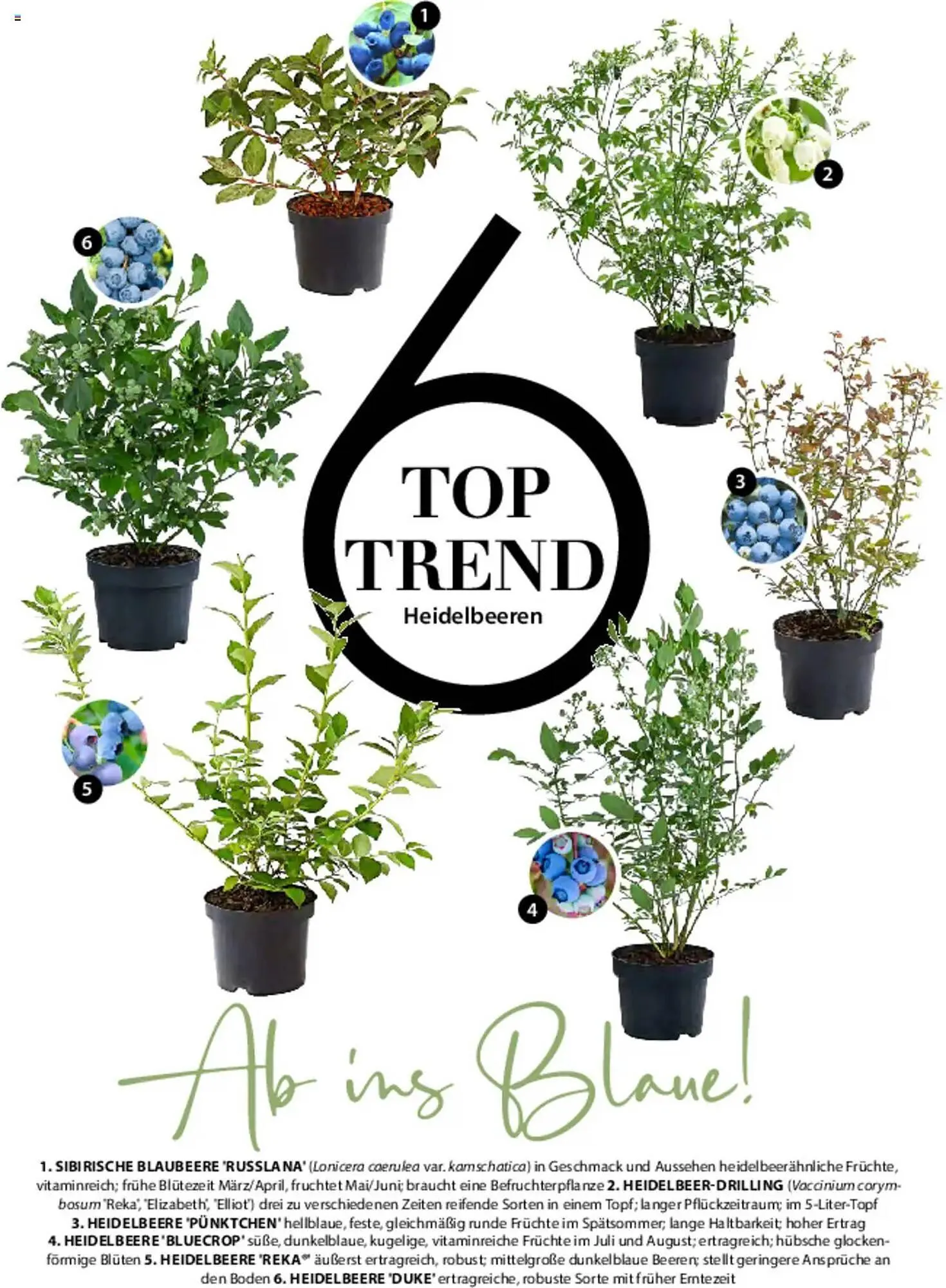 Dehner Prospekt von 6. März bis 9. Juni 2025 - Prospekt seite 14