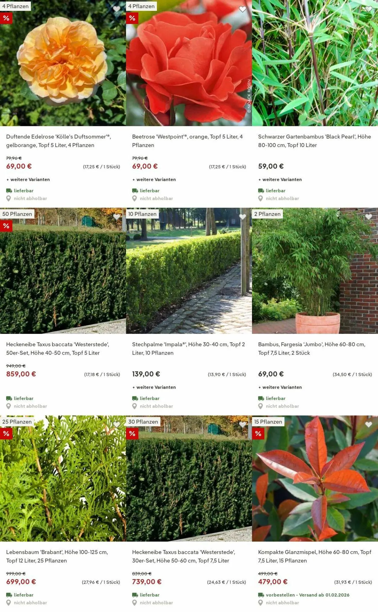 Pflanzen-Kölle Aktueller Prospekt von 15. Dezember bis 24. Dezember 2025 - Prospekt seite 6