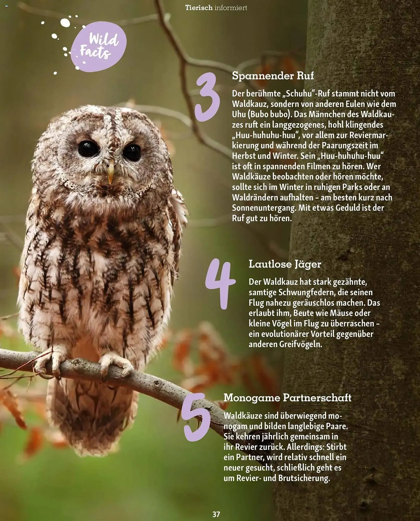 Fressnapf Magazin von 1. November bis 31. Dezember 2025 - Prospekt seite 37