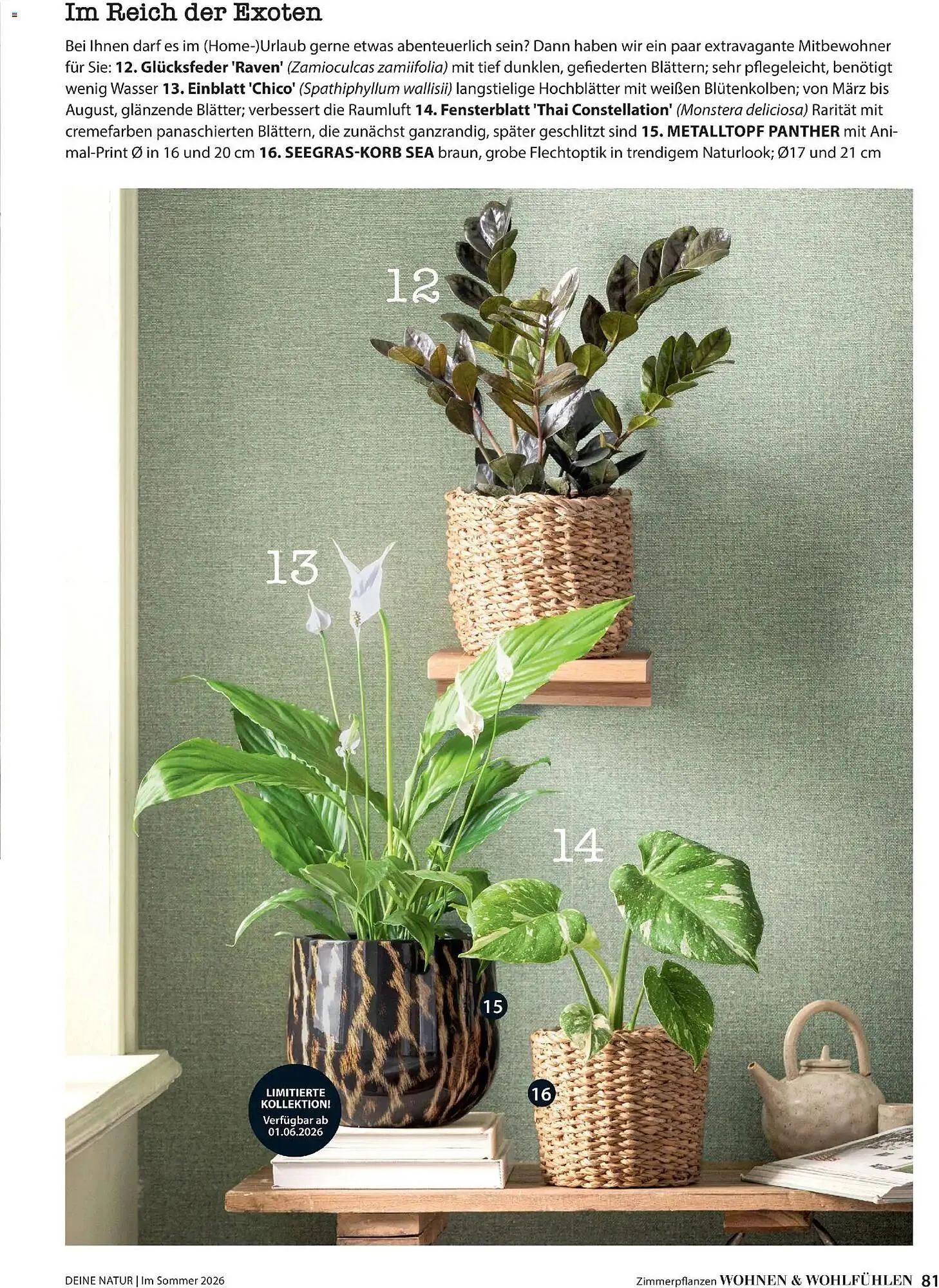 Dehner Prospekt von 17. April bis 31. August 2026 - Prospekt seite 81