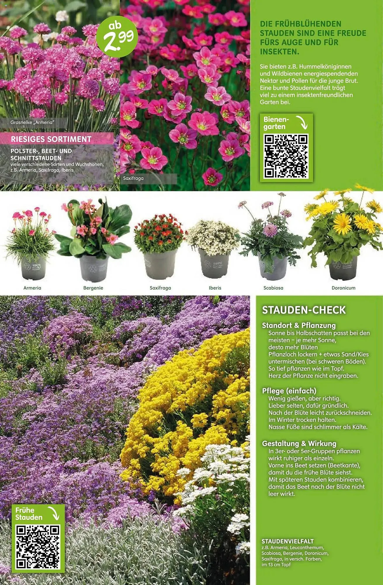 Blumen Risse Prospekt von 12. März bis 22. März 2026 - Prospekt seite 8