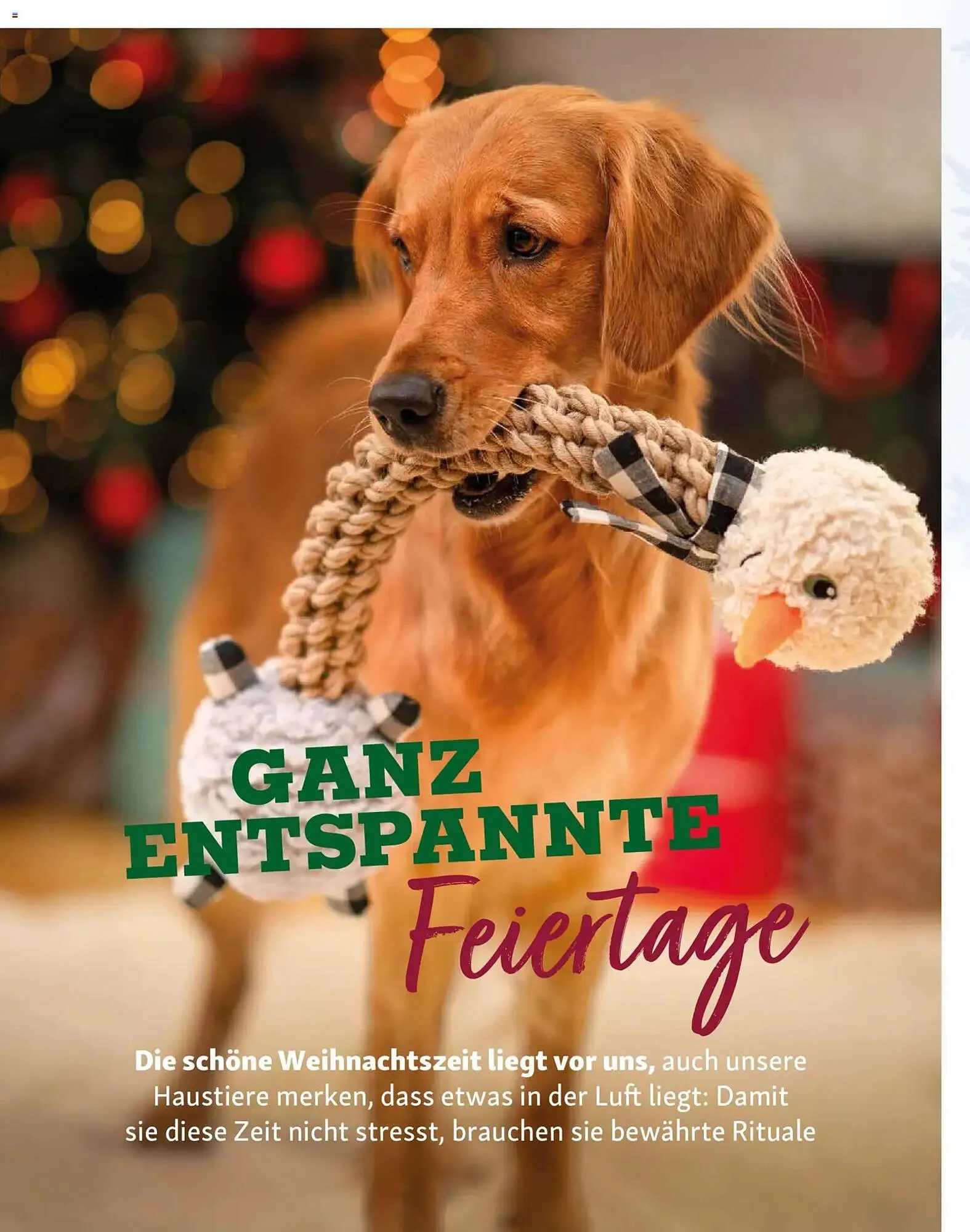 Fressnapf Magazin von 1. November bis 31. Dezember 2025 - Prospekt seite 16