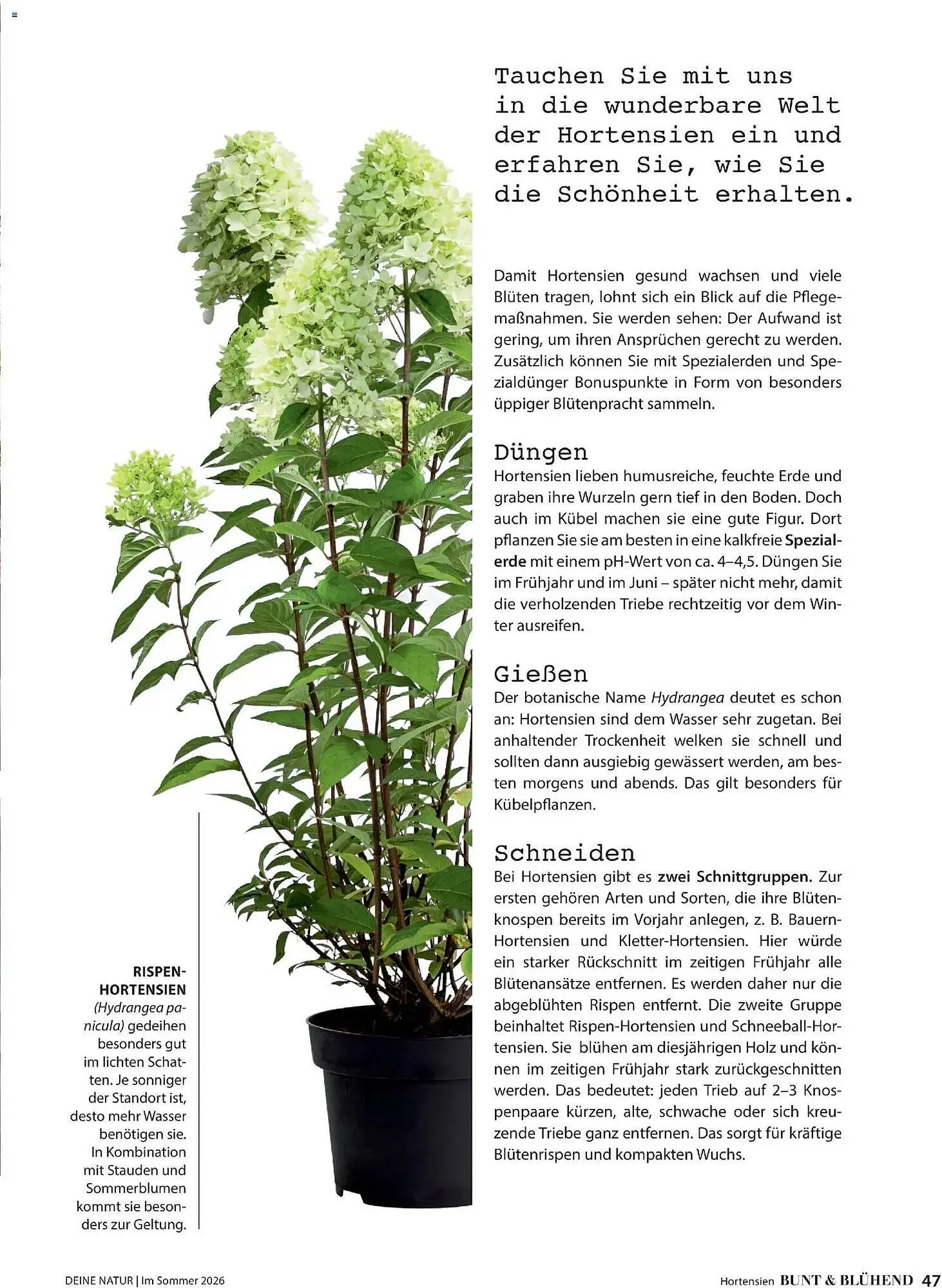 Dehner Prospekt von 17. April bis 31. August 2026 - Prospekt seite 47