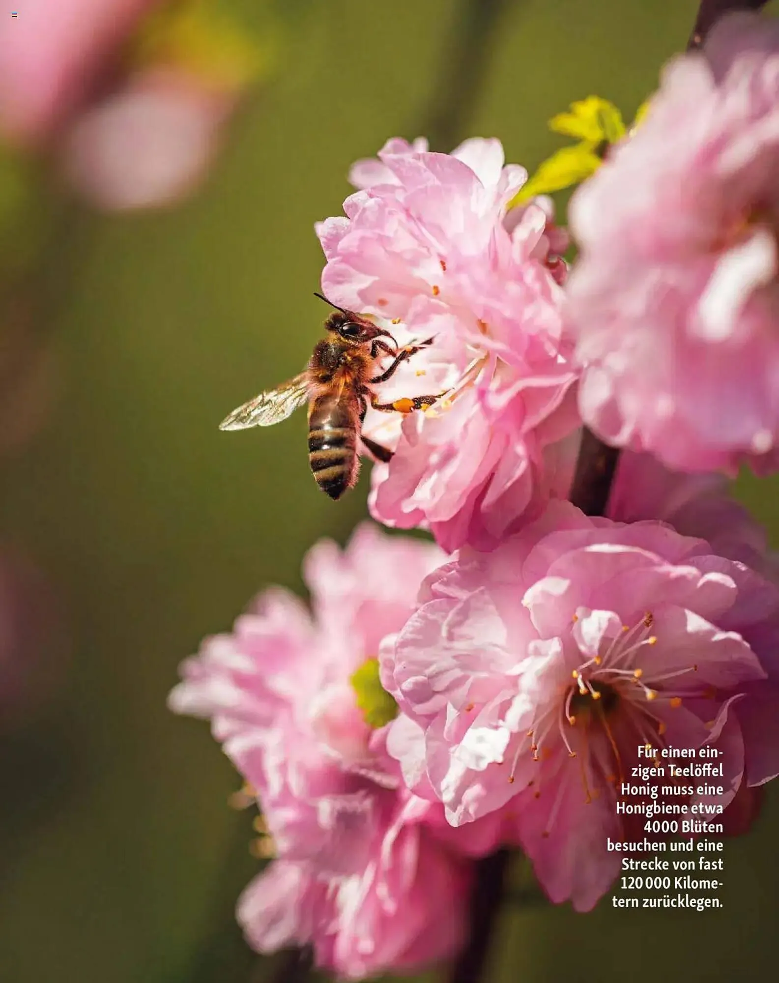 Fressnapf Prospekt von 1. Mai bis 30. Juni 2025 - Prospekt seite 12