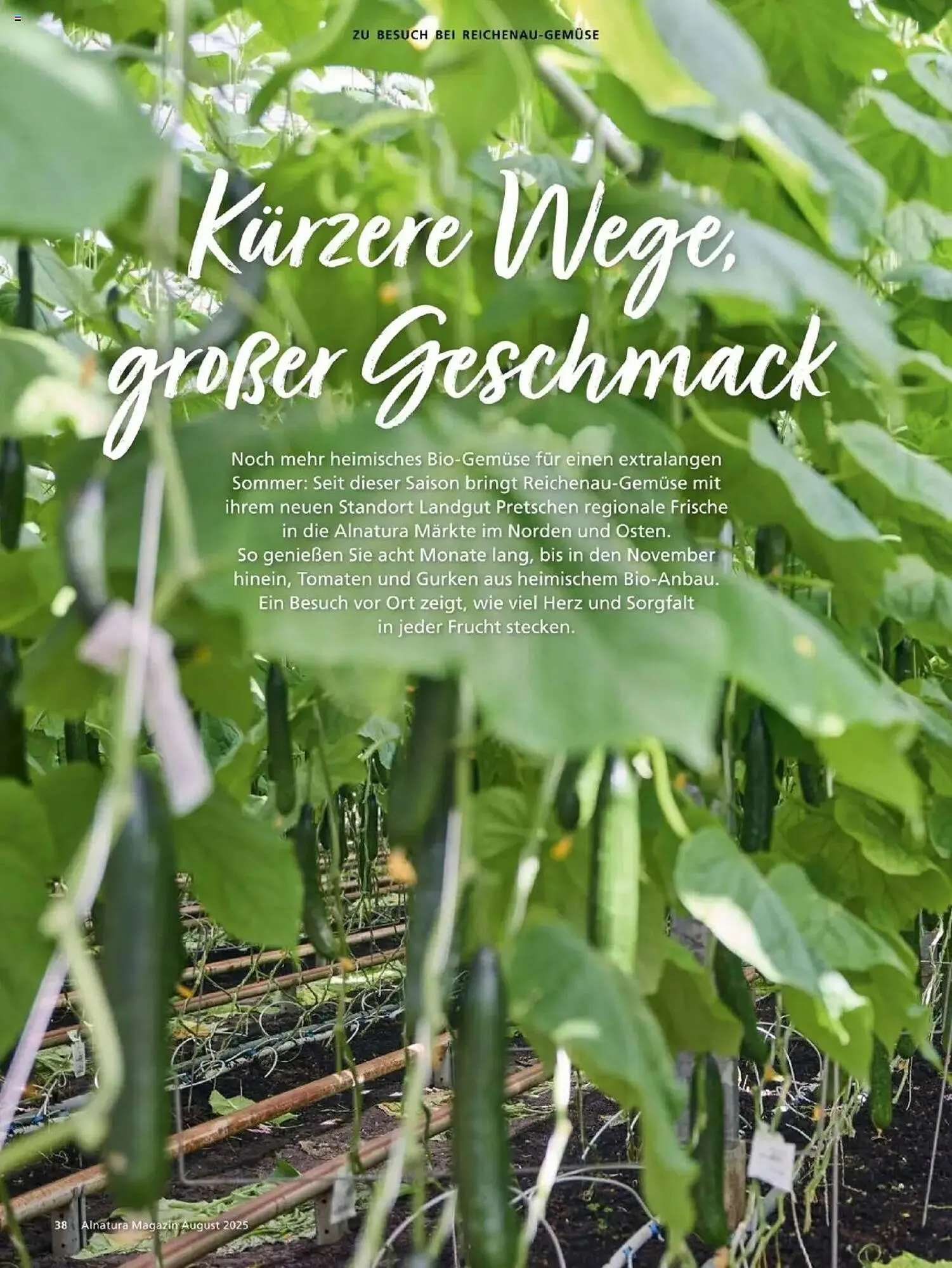 Alnatura Prospekt von 1. August bis 31. August 2025 - Prospekt seite 38