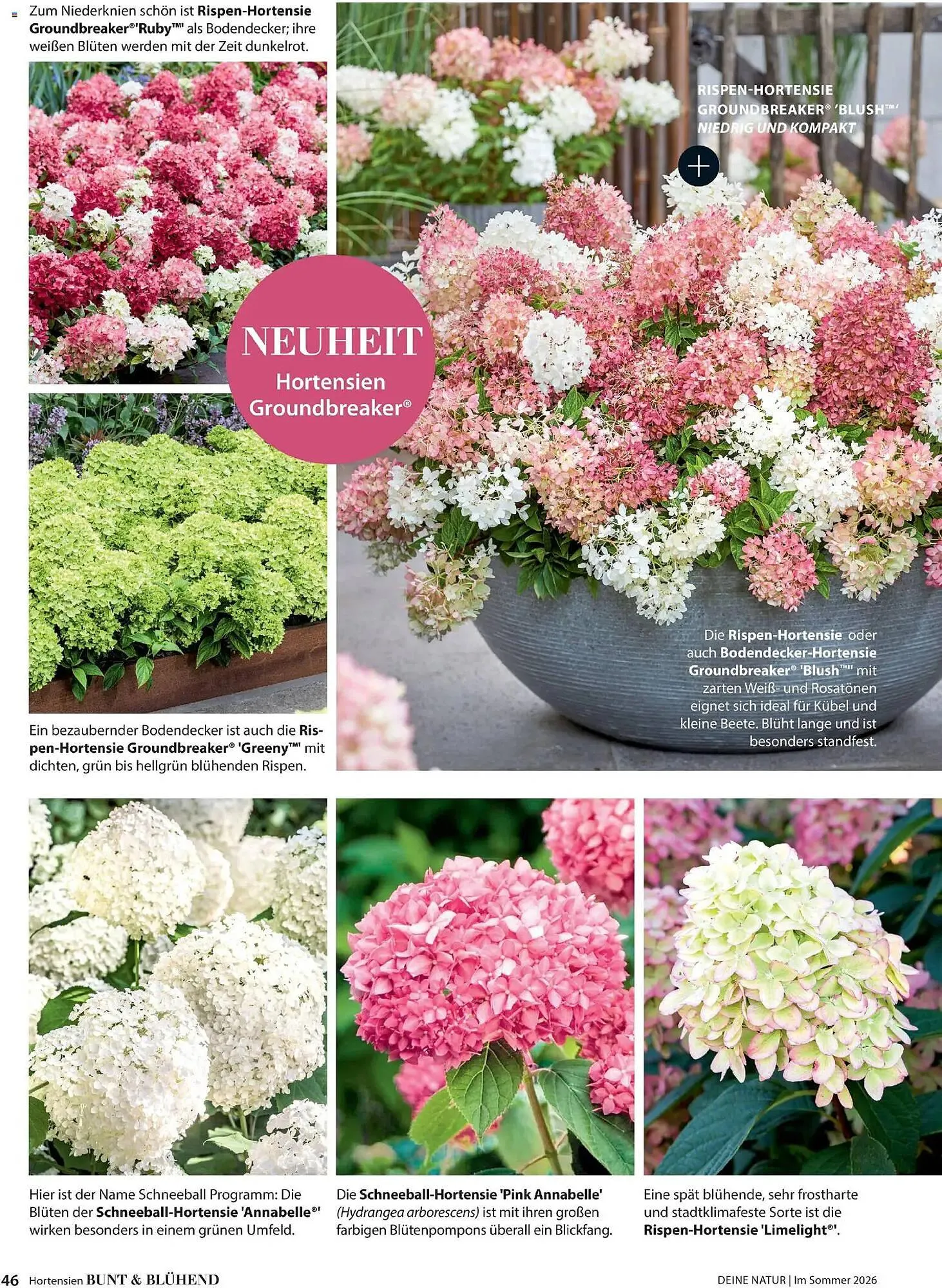 Dehner Prospekt von 17. April bis 31. August 2026 - Prospekt seite 46