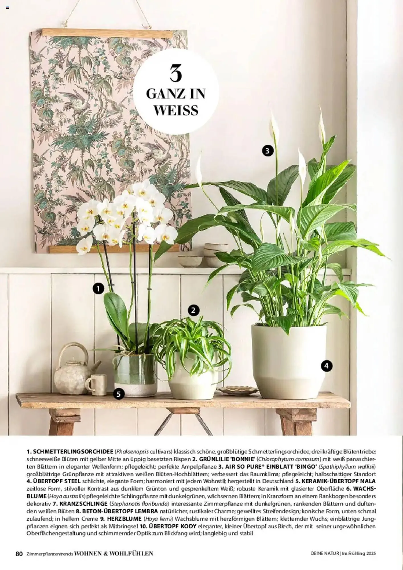 Dehner Prospekt von 6. März bis 9. Juni 2025 - Prospekt seite 80