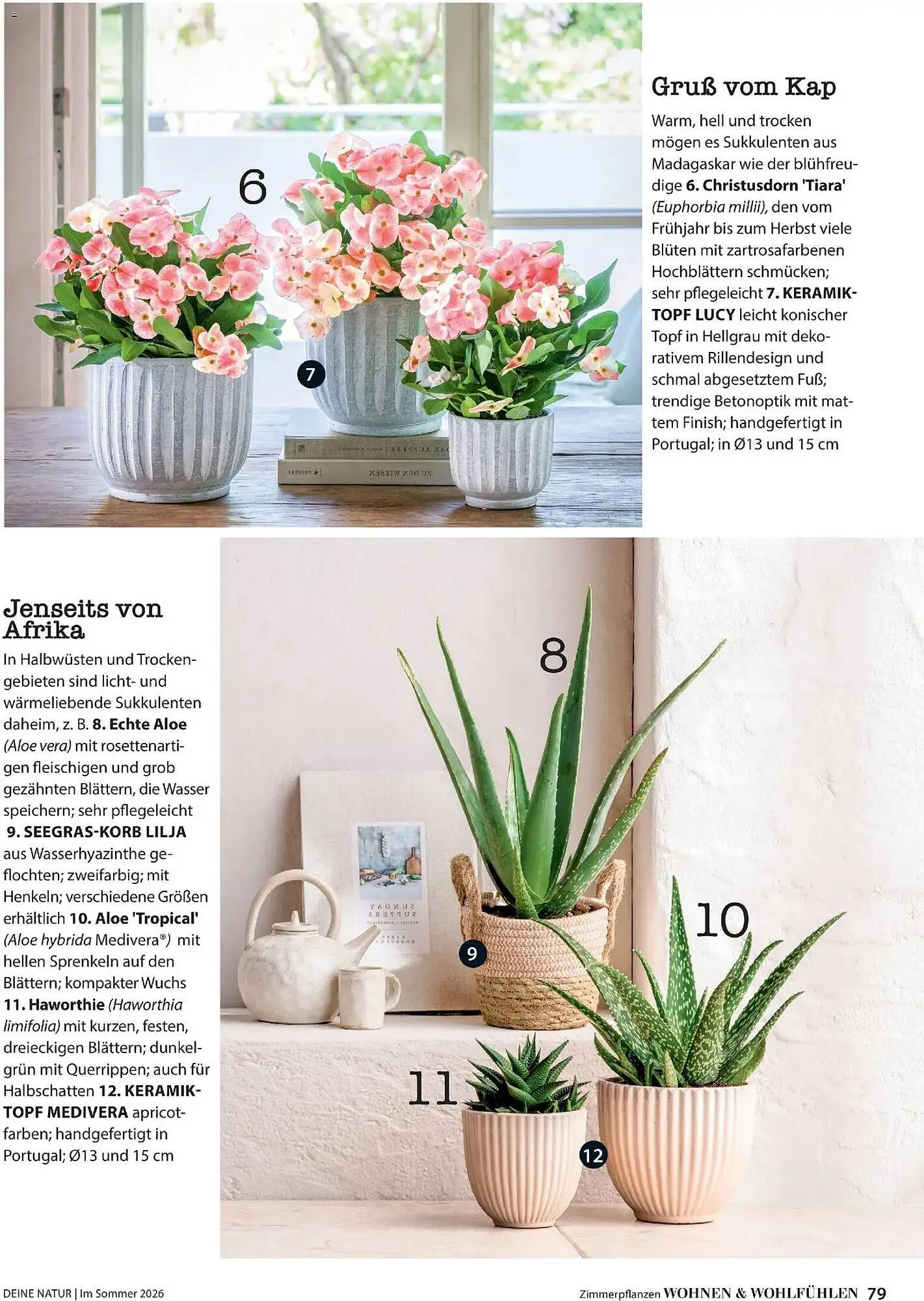 Dehner Prospekt von 17. April bis 31. August 2026 - Prospekt seite 79