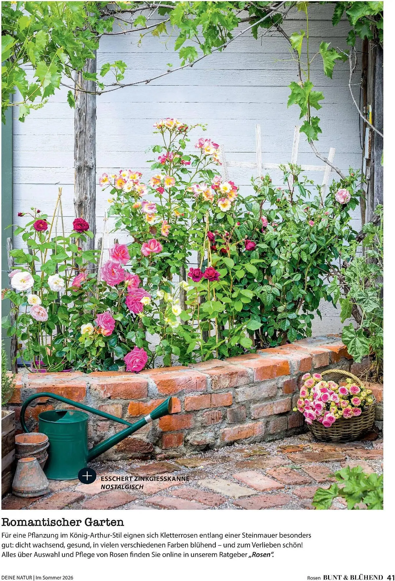 Dehner Prospekt von 17. April bis 31. August 2026 - Prospekt seite 41