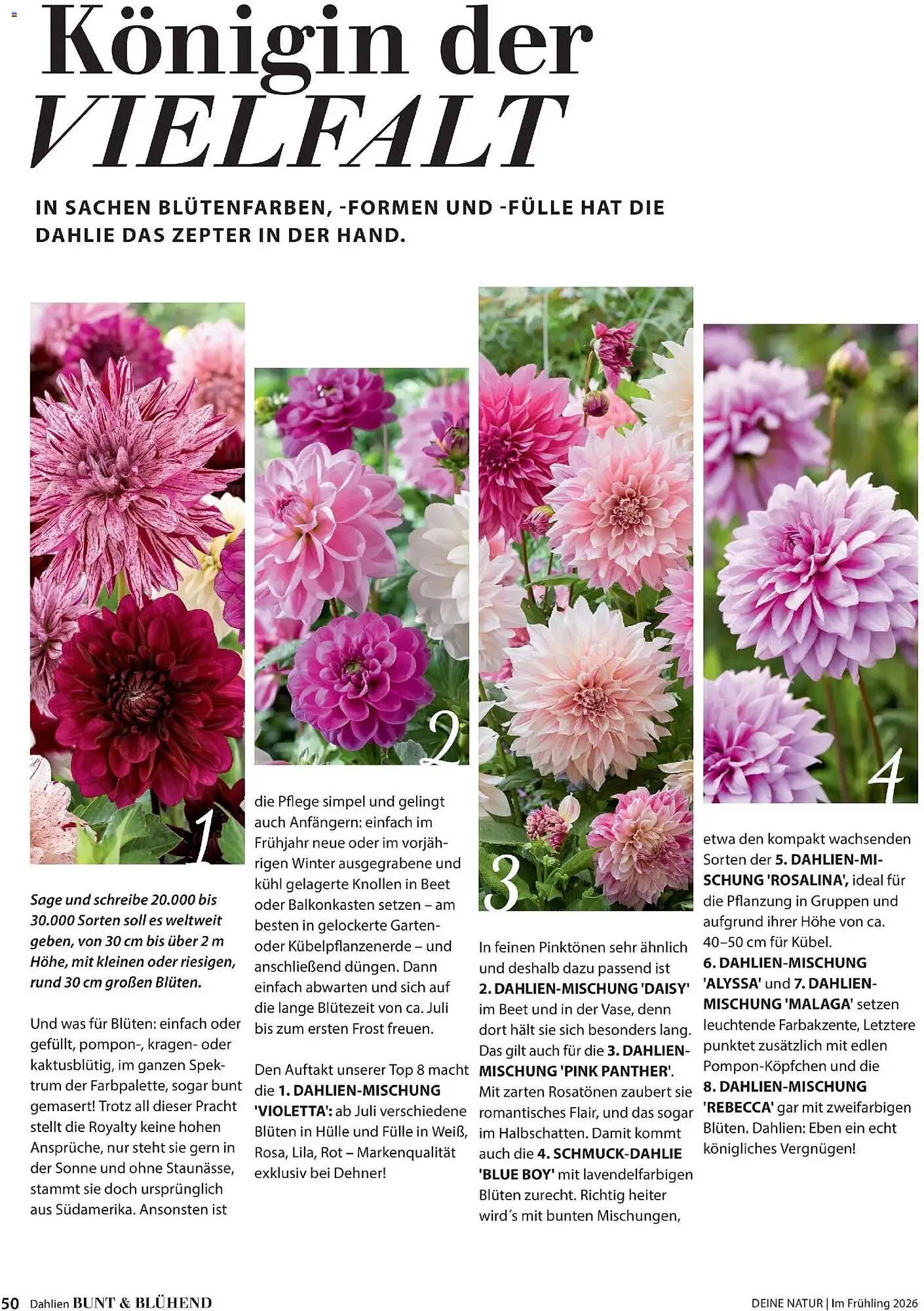 Dehner Prospekt von 4. März bis 31. Mai 2026 - Prospekt seite 50
