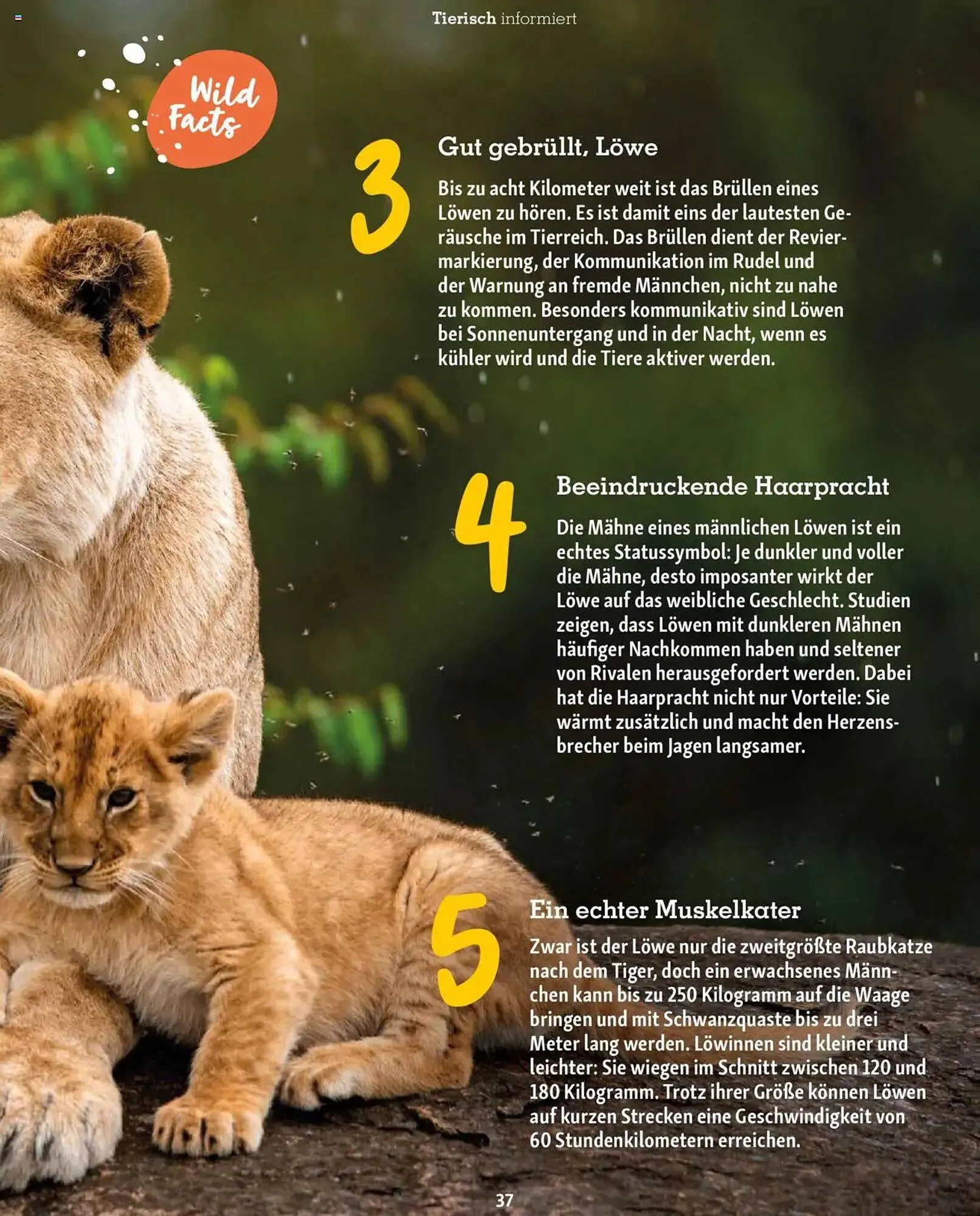 Fressnapf Magazin von 1. September bis 31. Oktober 2025 - Prospekt seite 37