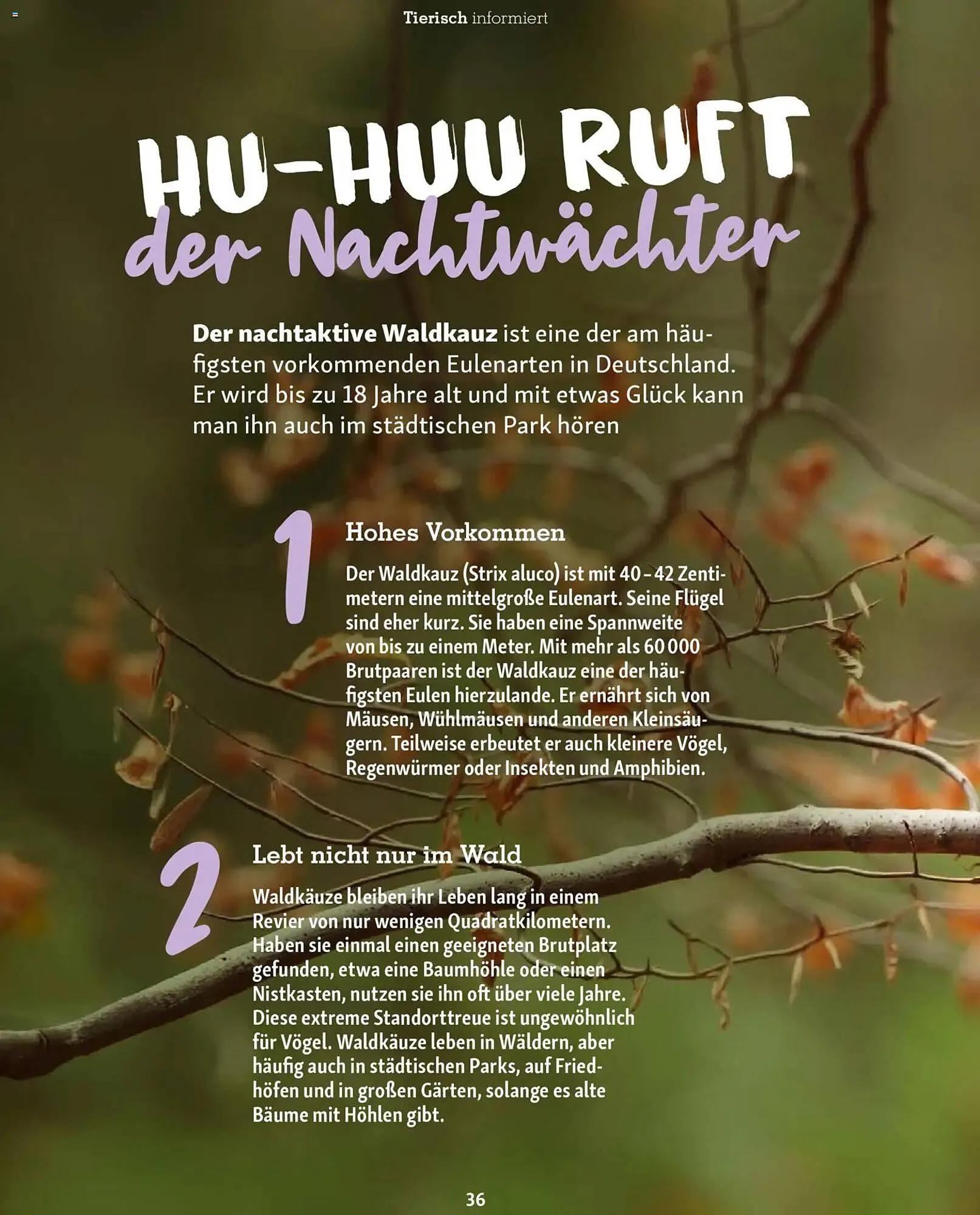 Fressnapf Magazin von 1. November bis 31. Dezember 2025 - Prospekt seite 36