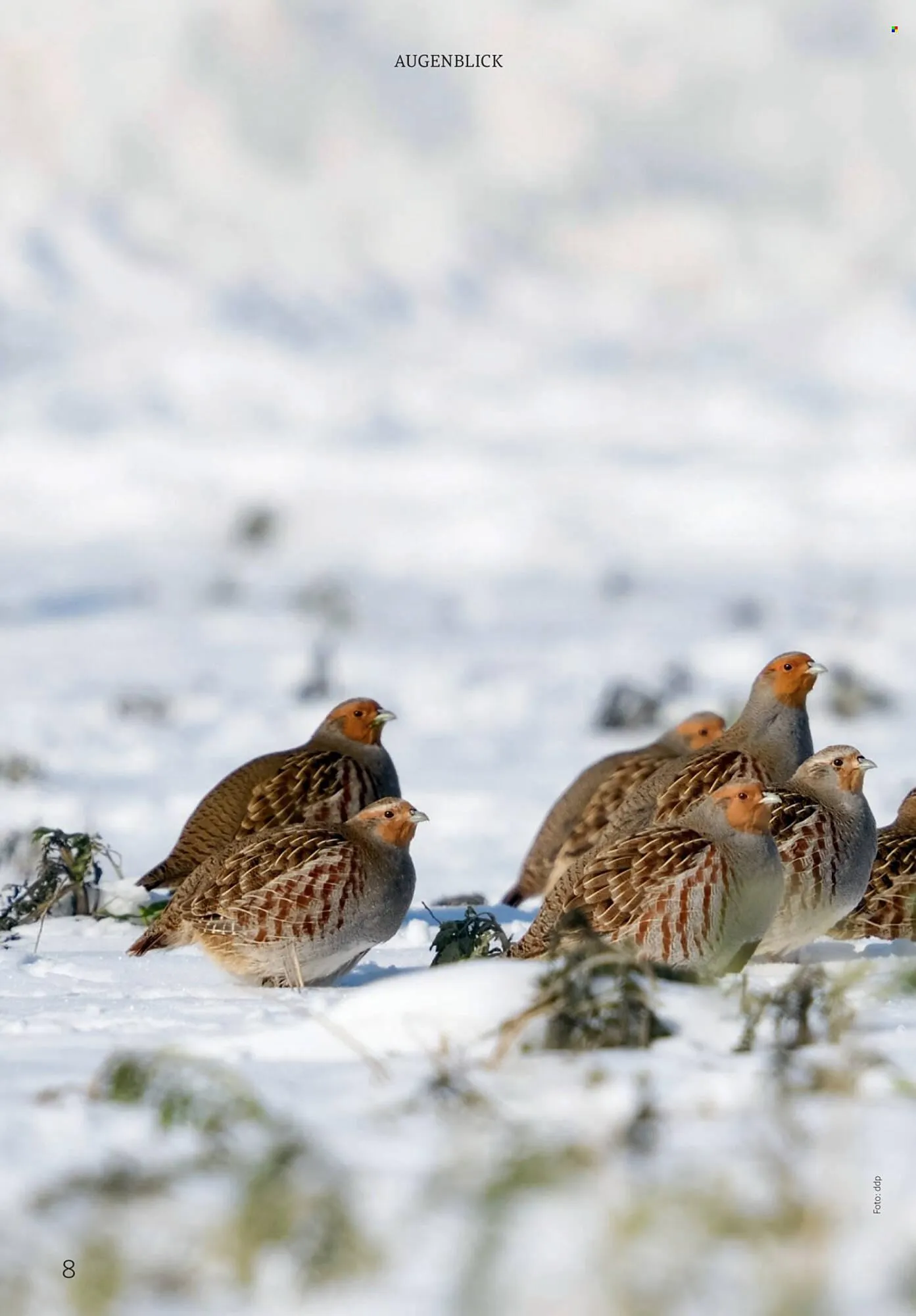 Rossmann Magazin von 1. Januar bis 31. Januar 2026 - Prospekt seite 8